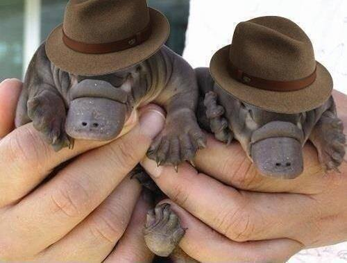 DarrellEpp's tweet photo. ...and here's 2 baby platypuses wearing fedoras. https://t.co/7mw4bUMRea