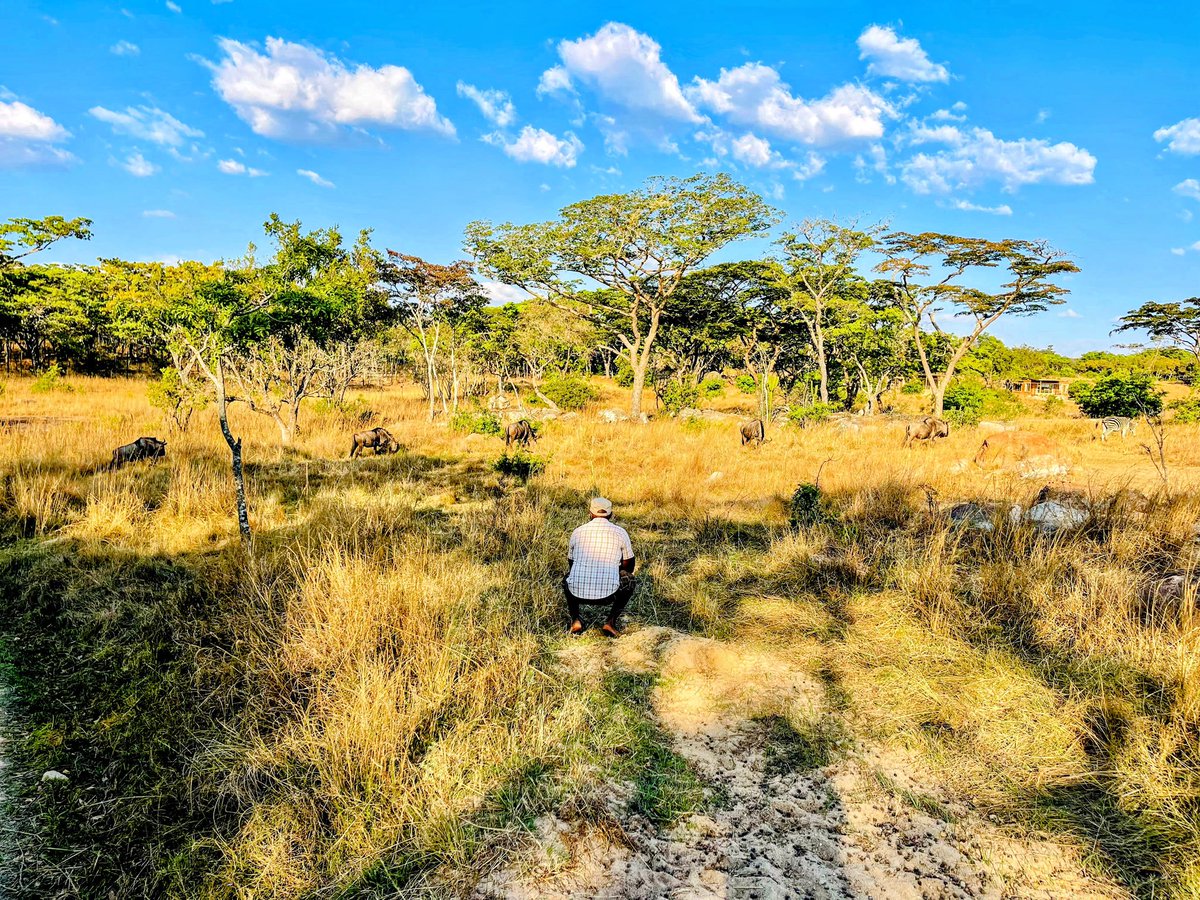SimbaMhuriro's tweet photo. Here is a #Sunday afternoon idea…. For $15, 2 Surrey Pies, half a bottle of your favorite whiskey, comfortable slops. Take a mate &amp; head down for a Sunday walk tracking game Gosho Park #Marondera https://t.co/W8tFVlP6Xy