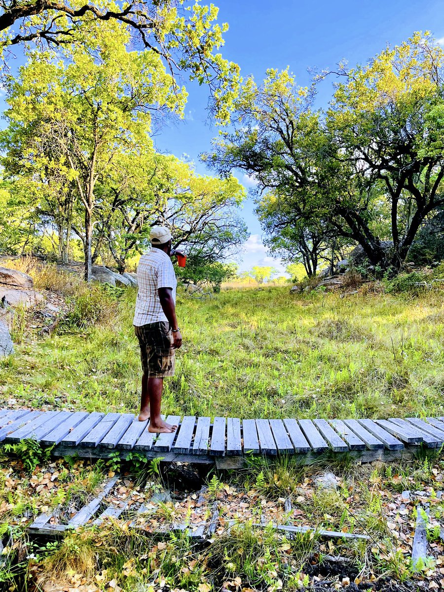 SimbaMhuriro's tweet photo. Here is a #Sunday afternoon idea…. For $15, 2 Surrey Pies, half a bottle of your favorite whiskey, comfortable slops. Take a mate &amp; head down for a Sunday walk tracking game Gosho Park #Marondera https://t.co/W8tFVlP6Xy