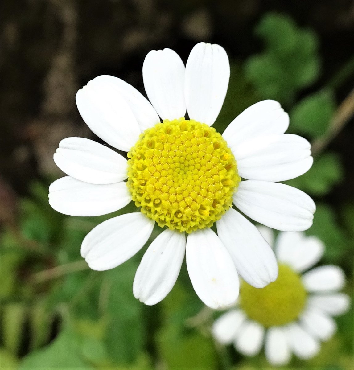 Spotted a little Feverfew plant this afternoon, self seeded under a bank along the brook 🌼 #Wildflowerhour #Feverfew #wildflowers