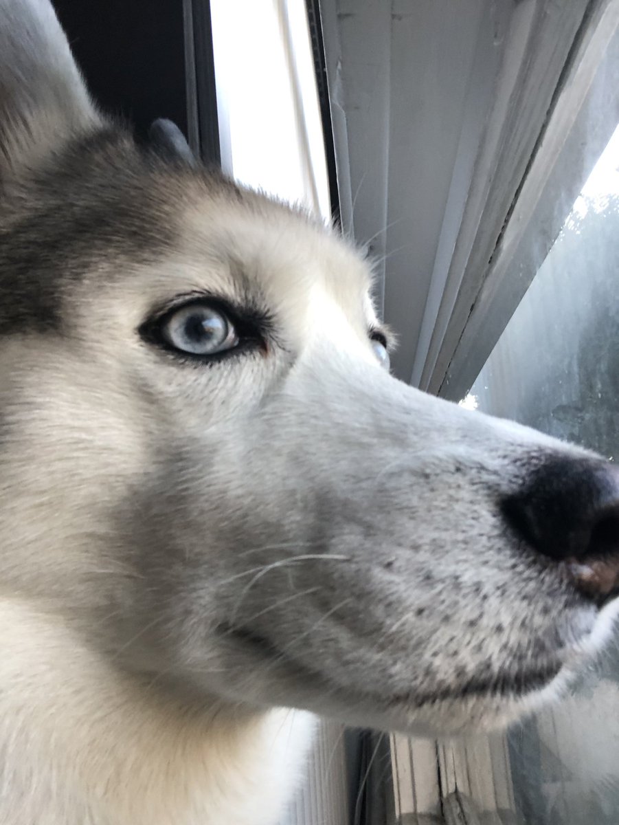 Tempus_Amoris's tweet photo. @BuckGraver @PancreasThief RAGE #RevengeOfTheHuskies #HuntTheHunter #BorkLivesMatter https://t.co/92A9tNoaVQ