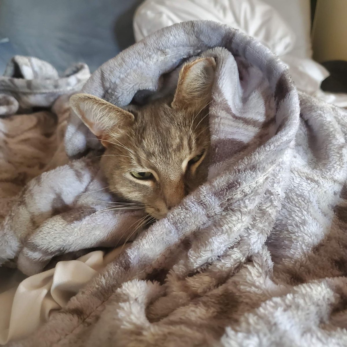 JayWest718's tweet photo. The King in his blanket of doom and dissatisfaction #CatsofTwittter #CatsOfTwitter #CatsOnTwitter #Cat #catlovers #catlife #fall #snugs #KingTim👑 https://t.co/6H4T5cYFzY