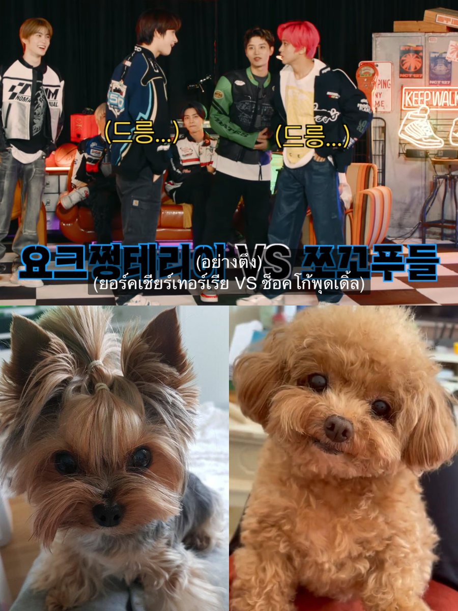 ขำซับอะ *อย่างตึง* ยอร์คเชียร์ vs ช็อคโก้พุดเดิ้ล55555555555555555555555555