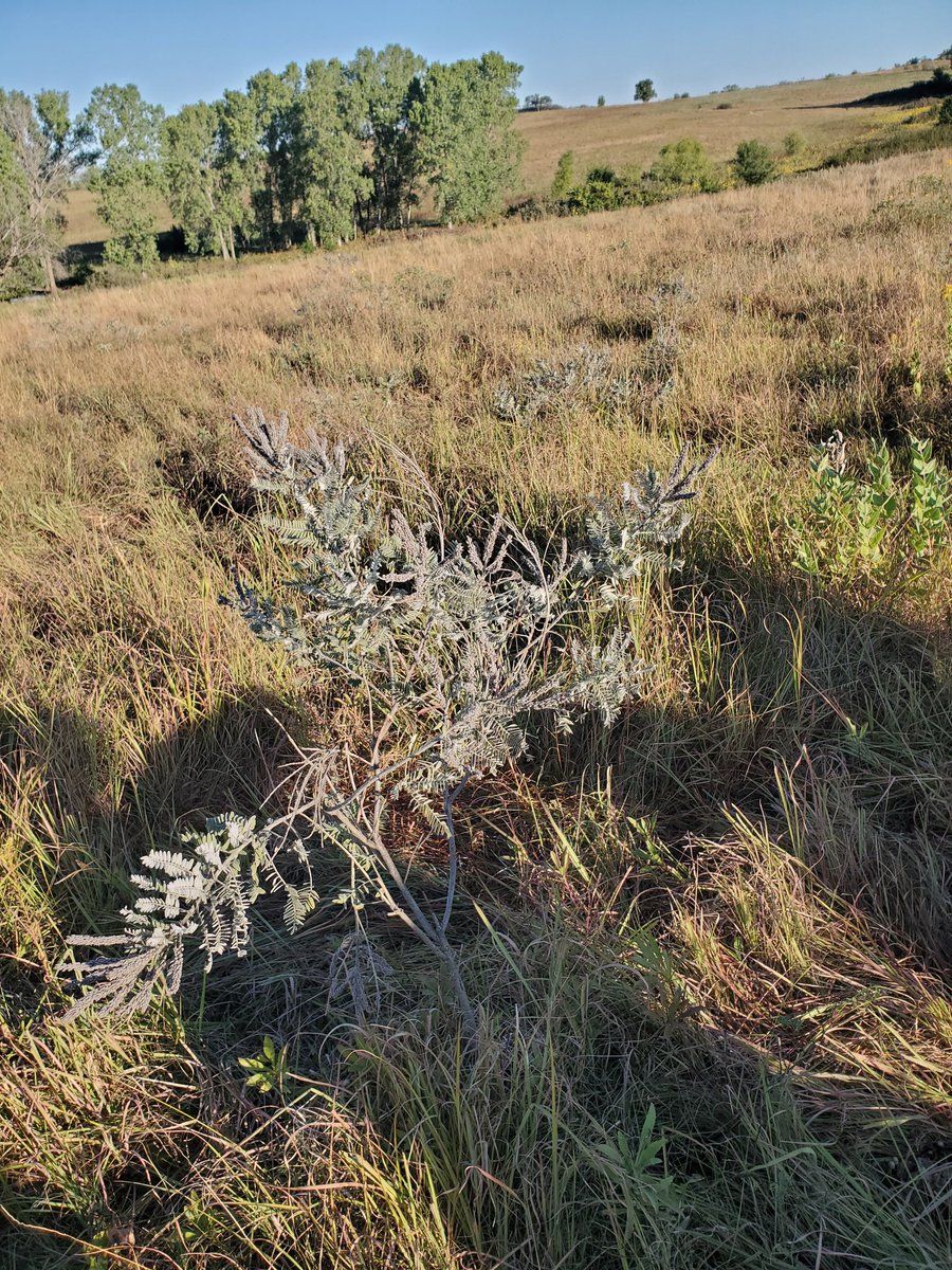 Prairie walk this morning with <a href="/NatureAsMeasure/">The Land Institute</a> <a href="/astreitkrug/">Aubrey Streit Krug</a> <a href="/KellyKindscher/">Kelly Kindscher</a> at the 2022 Prairie Festival, Salina, KS. <a href="/LauraRBelin/">Bleeding Heartland</a> <a href="/RhetSciExplorer/">Sara Beth Parks</a> <a href="/prairiestrips/">Prairie Strips</a> @LSchulteMoore. A large leadplant, among others.