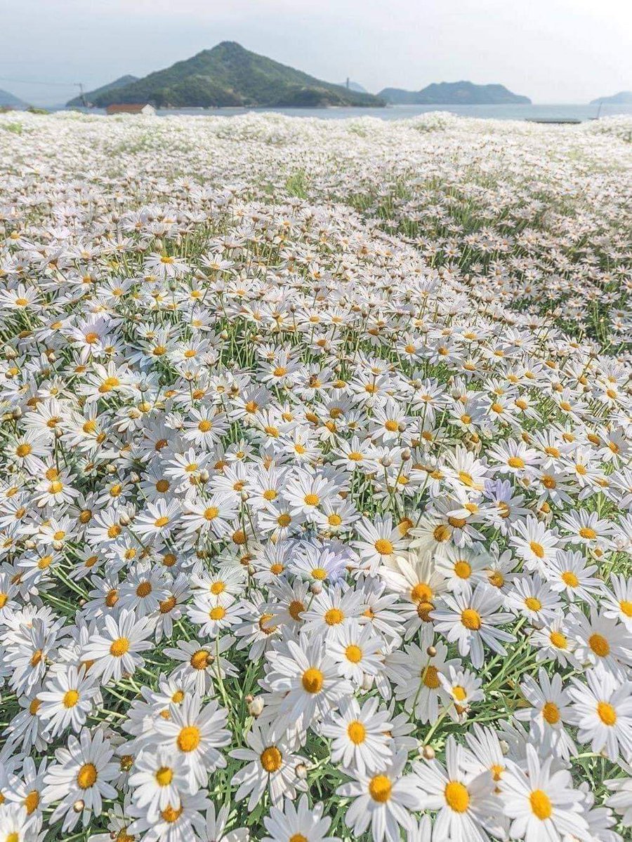 🌼