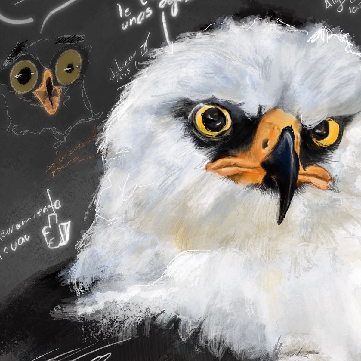 Ose_jj's tweet image. References can be found in photo.raptors Instagram 

#blackandwhitehawkeagle #wildlife #Spizaetus #melanoleucus #Spizaetusmelanoleucus #Albinegra #aguila #Hawk #bird  #procreate #illustration #planetbirds #sketch #WIP #workinprogress #digitalart #digital #wip #digitalart