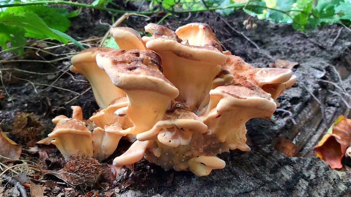 CoravanderElst's tweet photo. Het is weer zover! Paddenstoelen tijd 🍁 https://t.co/eVuQ7BWVB8