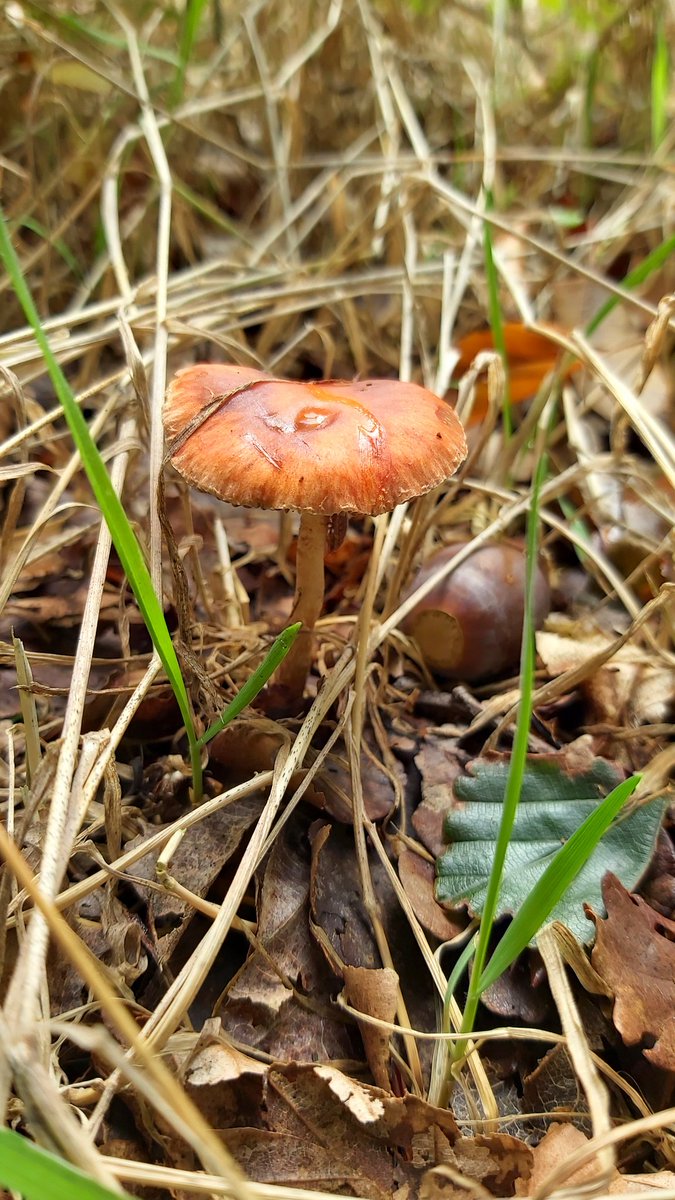 CoravanderElst's tweet photo. Het is weer zover! Paddenstoelen tijd 🍁 https://t.co/eVuQ7BWVB8