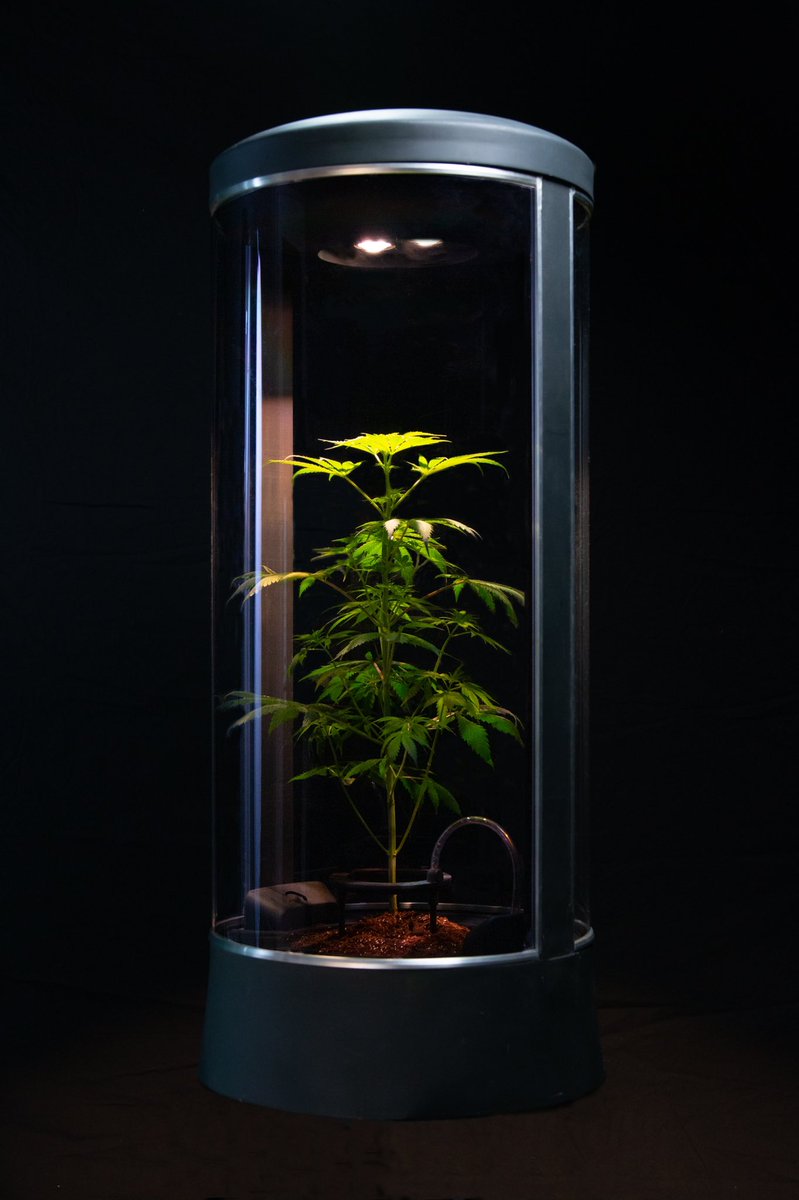 CryptoGrow NFT tweet media