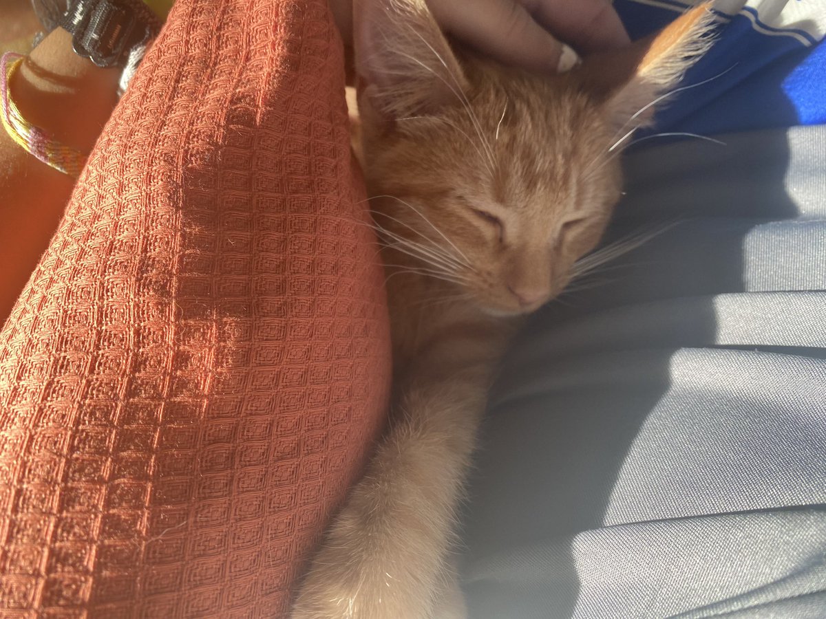 SchoonoverMiss's tweet photo. I FINALLY got my kitten. You are so loved bubba 🥹🥰 https://t.co/kKva3p5z1A
