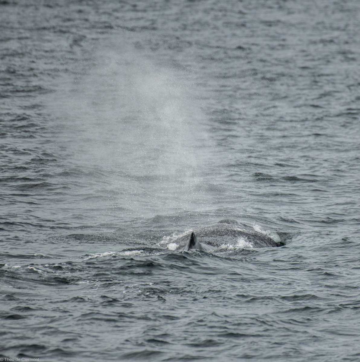 Theo de Clermont tweet media