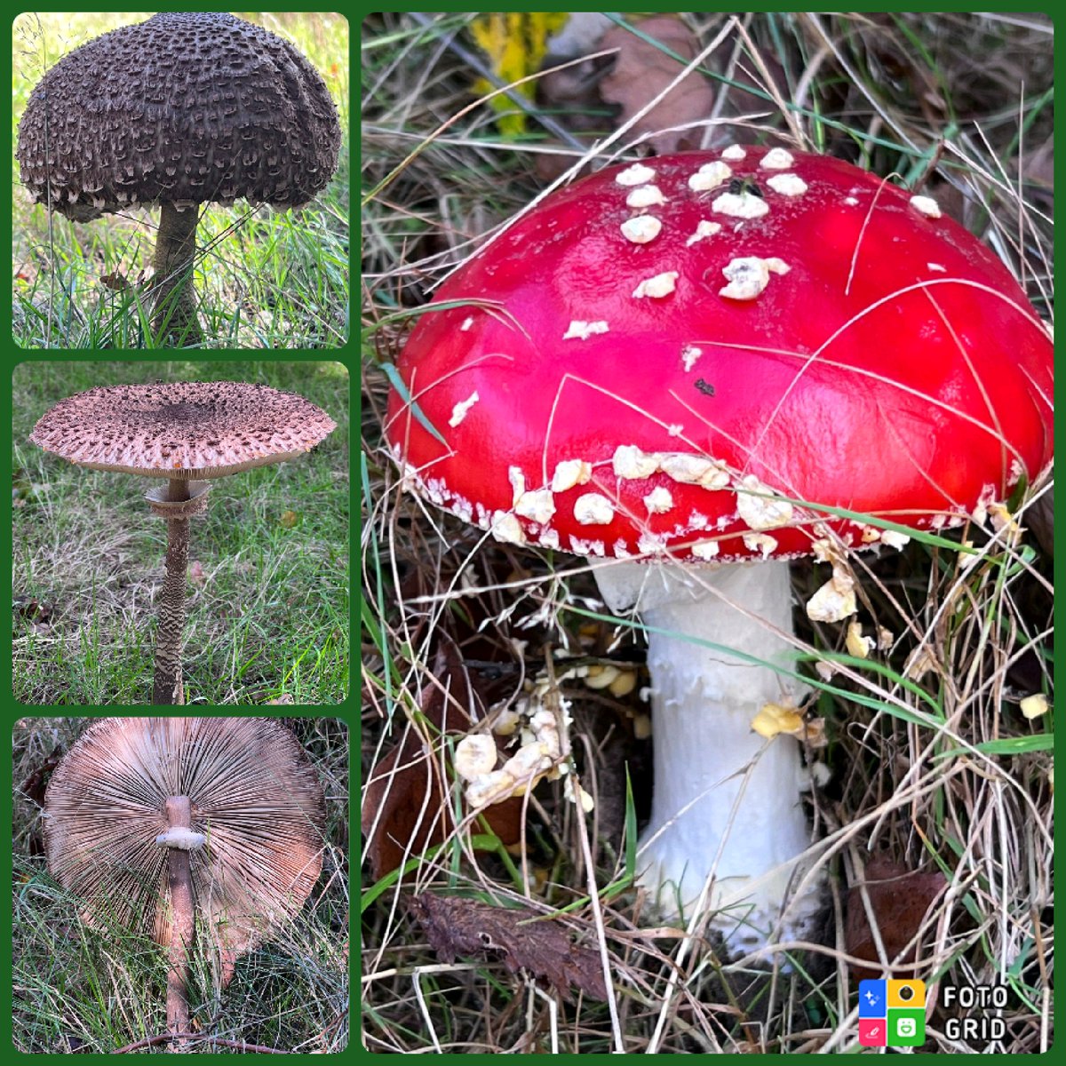 juflisanne's tweet photo. Herfst https://t.co/BBS3KFesfp