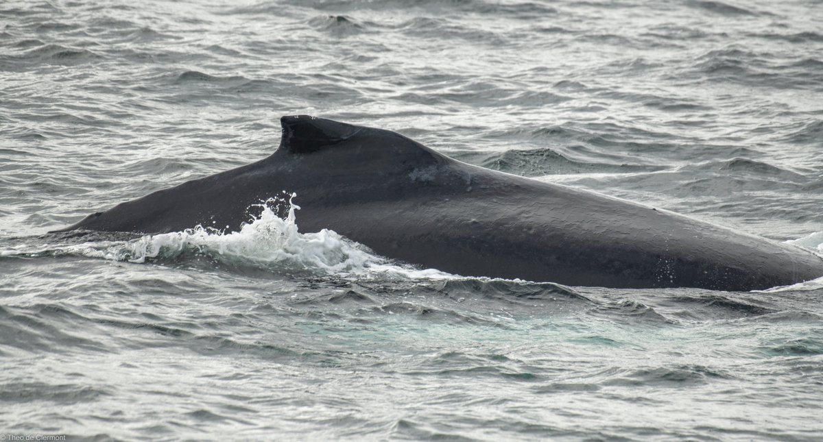 Theo de Clermont tweet media