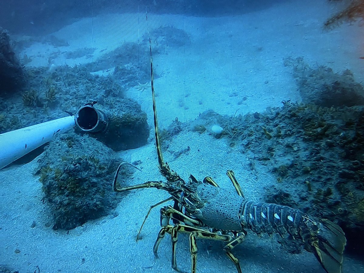 I’m so excited to have submitted my masters thesis! Working with the <a href="/IoSIFCA/">Isles of Scilly IFCA</a>, we used #bruvs to gather community composition data of the mobile fauna in the #rockyreefs. This work is part of an effort to establish long term #monitoring and #management of the Isles of Scilly SAC.