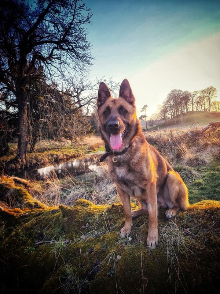 EdinLostDogs's tweet photo. Click the link for this beautiful boys #adoption appeal #rescue #dog #GermanShepherd #belgianshepherd https://t.co/ViOawS2Xao https://t.co/JLlLOTRZaB