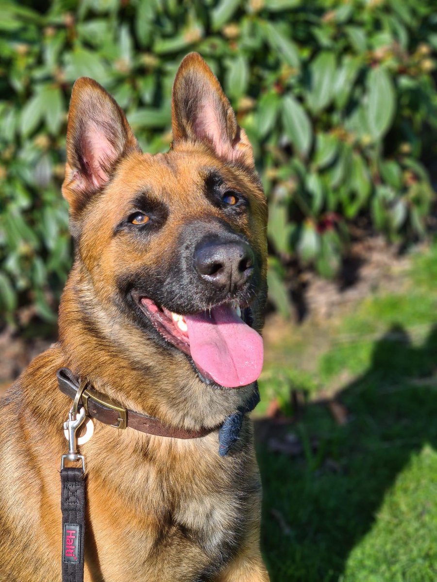 EdinLostDogs's tweet photo. Click the link for this beautiful boys #adoption appeal #rescue #dog #GermanShepherd #belgianshepherd https://t.co/ViOawS2Xao https://t.co/JLlLOTRZaB