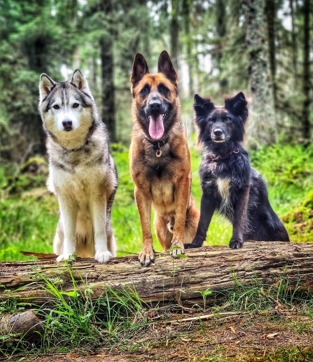 EdinLostDogs's tweet photo. Click the link for this beautiful boys #adoption appeal #rescue #dog #GermanShepherd #belgianshepherd https://t.co/ViOawS2Xao https://t.co/JLlLOTRZaB