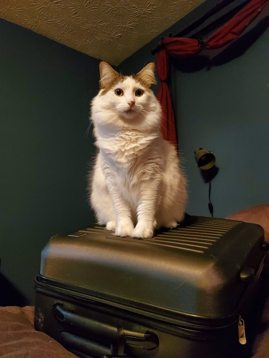 CatMomSays's tweet photo. On this day, she did summit Mt. Suitcase, and all who beheld her accomplishment trembled. #CatMom #CatMomSays #CatsOnStuff #TravelKitty #DontLeaveWithoutMe #FloofyKitty #FloofForDays #FlawlessNotClawless #CatsOfTwitter #CatsOnTwitter #Cats #Cat https://t.co/lXR3APmh30