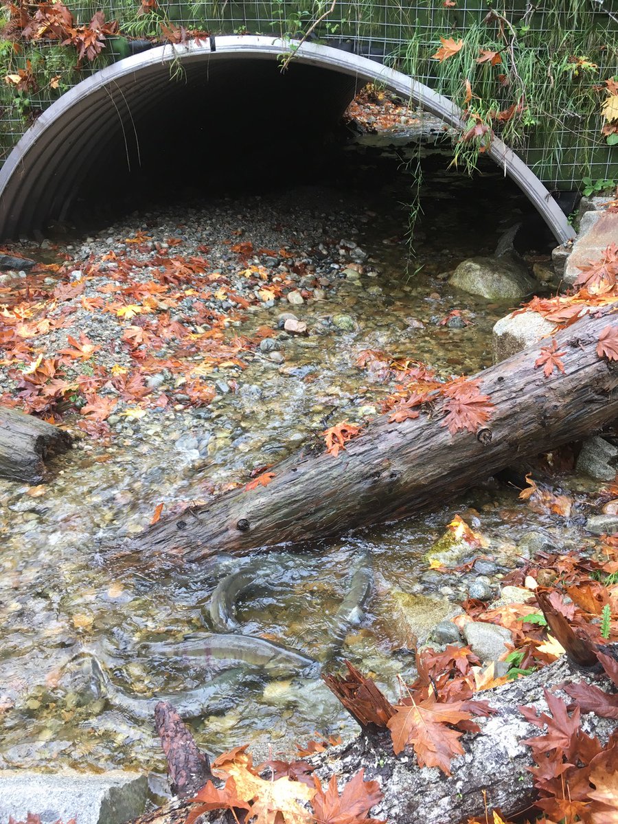 TranBC's tweet photo. #BCRiversDay
With fall returning, so too do spawning salmon, which are a keystone species providing food for eagles, bears and many other animals.
Learn the ways we protect and restore salmon and other fish: https://t.co/I2q6ivM7sj https://t.co/wZx63CDnh7