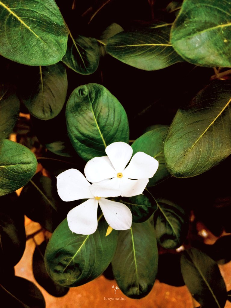 lusyanadoa (@lusyanadoa13) on Twitter photo 