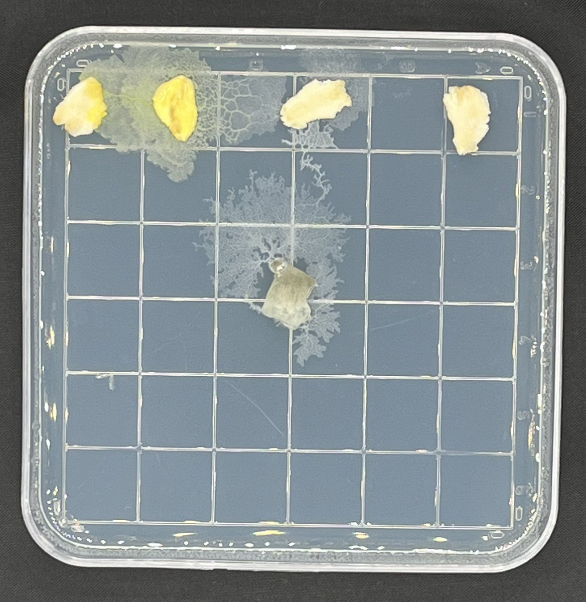 Physarum chemotaxis lab in Honors Biology. First time we have tried it in this class, looking forward to the labs they will deign