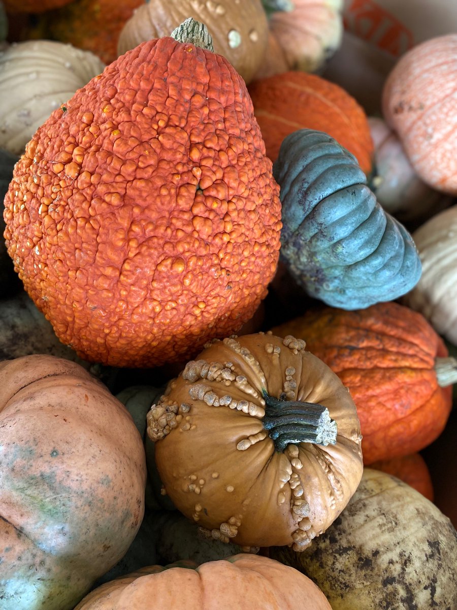 🍂#Fall has arrived and your hometown #Runnings is celebrating by offering a large selection of #Pumpkins &amp; Gourds. 🎃 Size and availability will vary by store. 

👀 To find your nearest store, visit Runnings.com. 

#shopRunnings #autumn #gourds #falldecoration