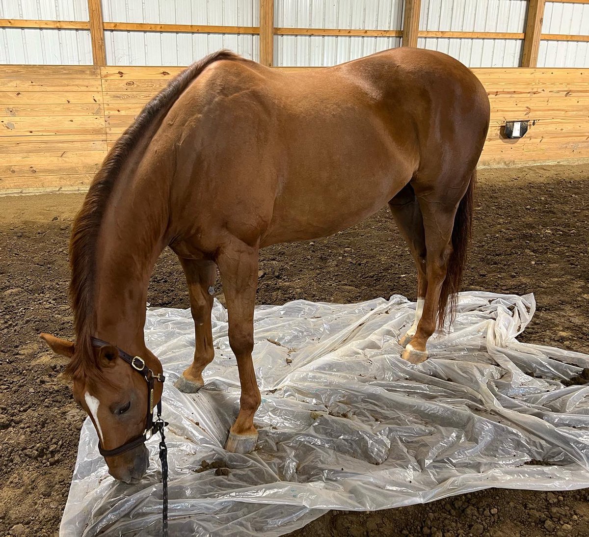 RVTEquestrian's tweet photo. Barn fun! https://t.co/qm7eEpQIsa