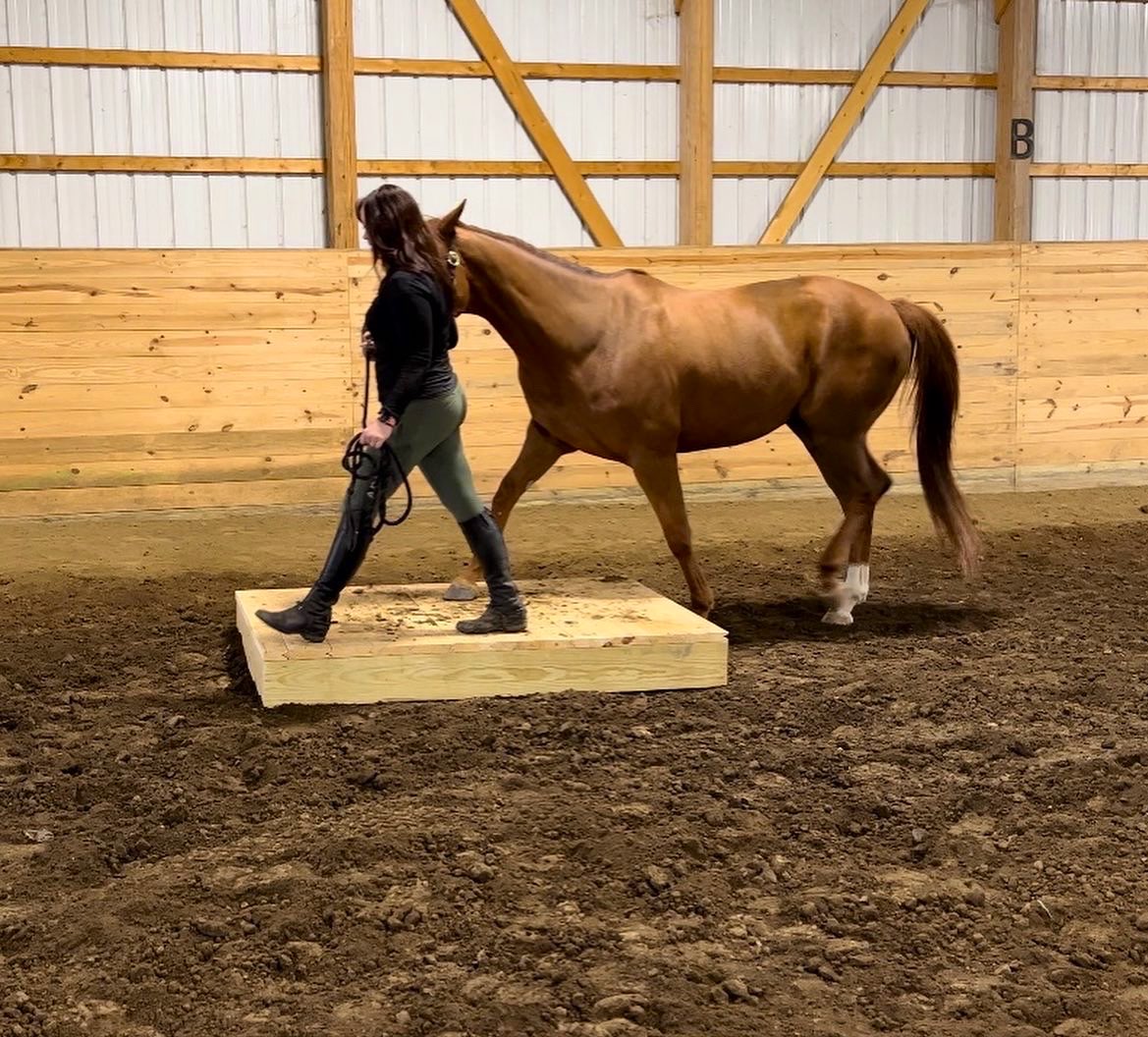 RVTEquestrian's tweet photo. Barn fun! https://t.co/qm7eEpQIsa