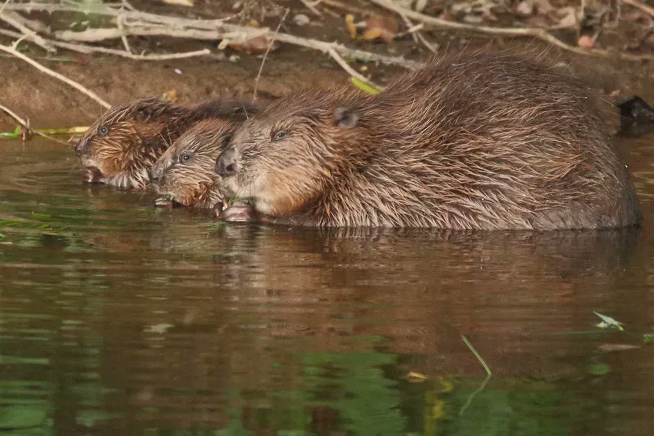 Devon Wildlife Trust tweet media