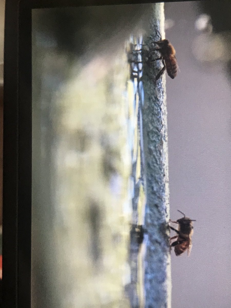 rddewing1's tweet photo. Bees at bird bath.  Would like to know what type.  ⁦@cgwilson25⁩ may shed some light.  Hummingbirds and Leaser Gold Finch family share the bird bath this hot summer. https://t.co/cwLXWMJ3bv