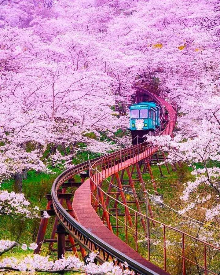 The beauty of Japan 🇯🇵