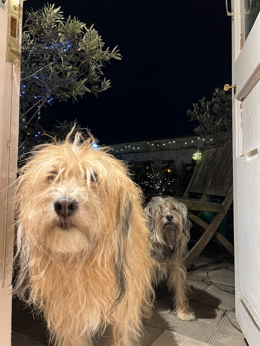 Be That Dog! tweet media