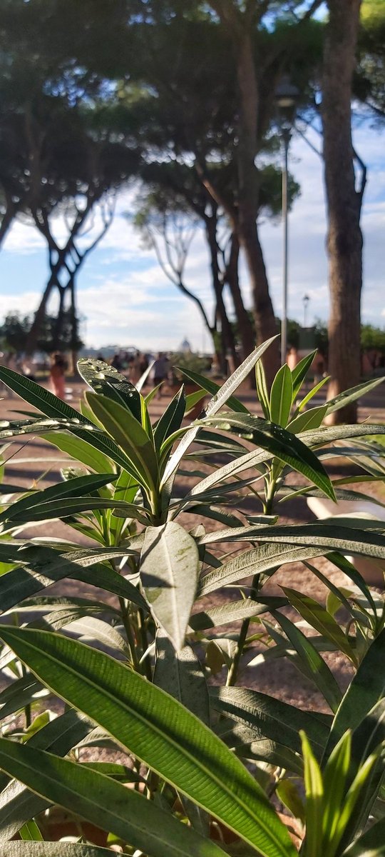 Sosy_R's tweet photo. Llevo unas horas en #Roma y solo puedo decir que es un caos lleno de belleza... https://t.co/jO9GDoyKqS