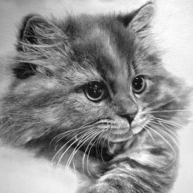 ¡Hola!

¿Te gustan los gatos? Me encantan, tengo dos preciosos 😻

Disfrutad con esta maravilla de dibujos realizados por el artista hongkonés Paul Lung.

Realiza estos dibujos con un portaminas de 0,5mm y le pueden llevar entre 40 y 60 horas. 😮

#gatos #realismo #pencildrawings