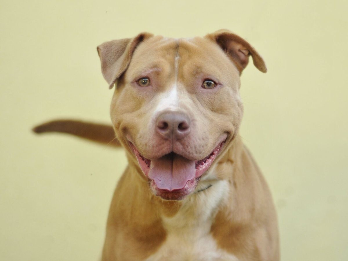 Storms are a lot less scary when you're surrounded by family. To unite our animals with their new homes before #Ian hits, we're waving all of our fees. Visit our shelter to meet your new best friend and take them home at no cost!