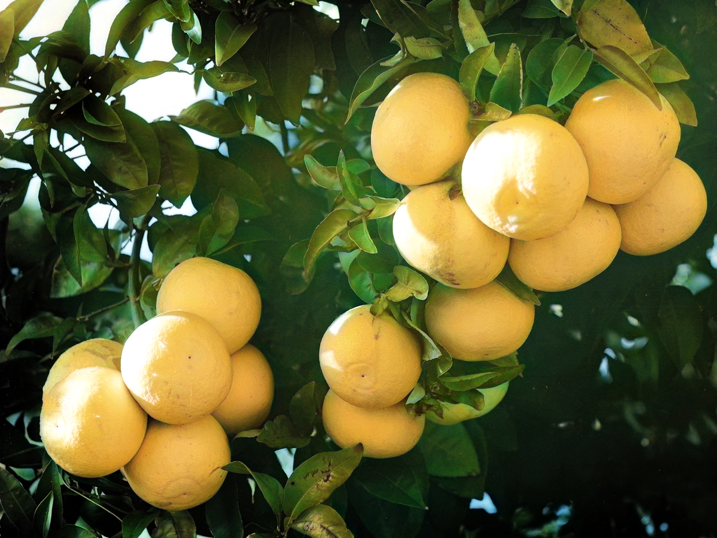 John Dee on Twitter "I love all citrus fruits but grapefruits have a