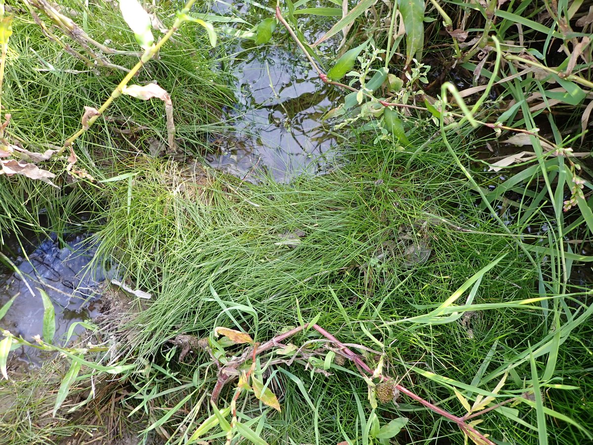 Shropshire Botany tweet media