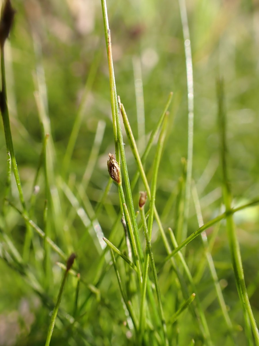 Shropshire Botany tweet media