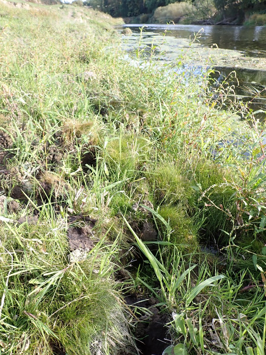 Shropshire Botany tweet media