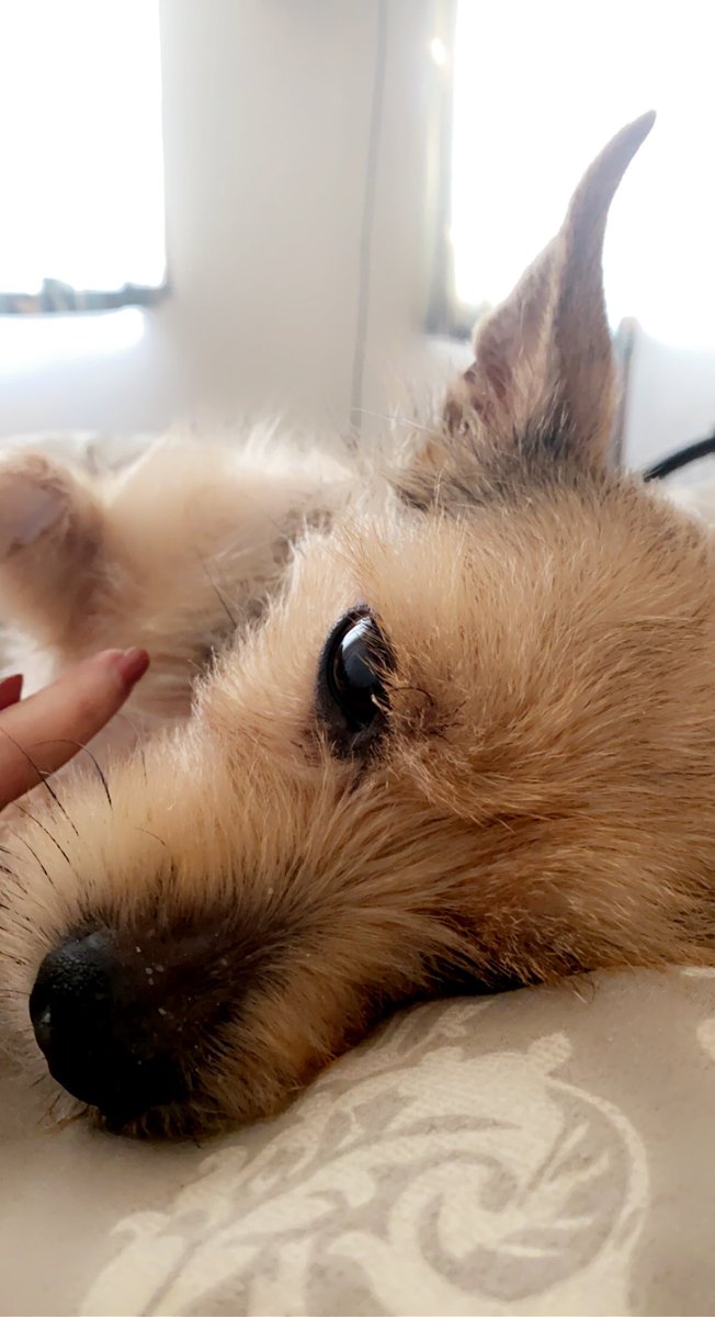 MithyMiths's tweet photo. I miss You so much sweet one. ❤️ some days are hard. - today was one of them. https://t.co/bWRjLw7vvE