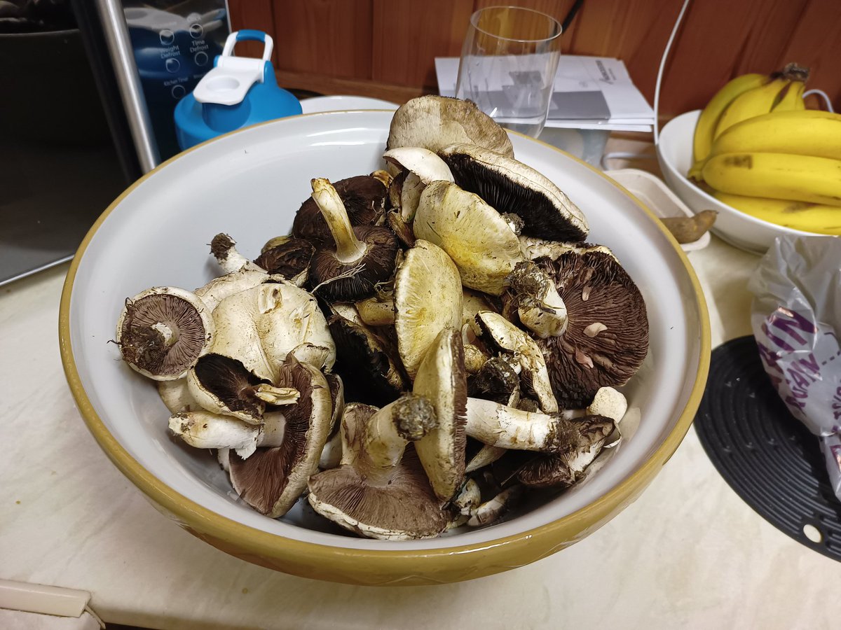 The humble field mushroom (Agaricus campestris). An autumnal joy to behold indeed. #fungi #mushrooms