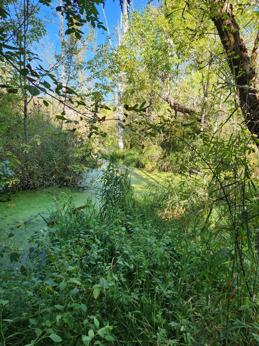 lilOlKreeya's tweet photo. My swamp's #oofd - she's giving verdant causeway realness 
#SwampLife https://t.co/7ykobvlc6Y