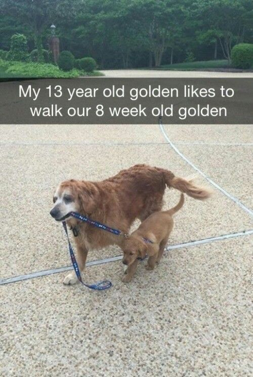 WholesomeMeme's tweet photo. https://t.co/gZb4mzMp0i