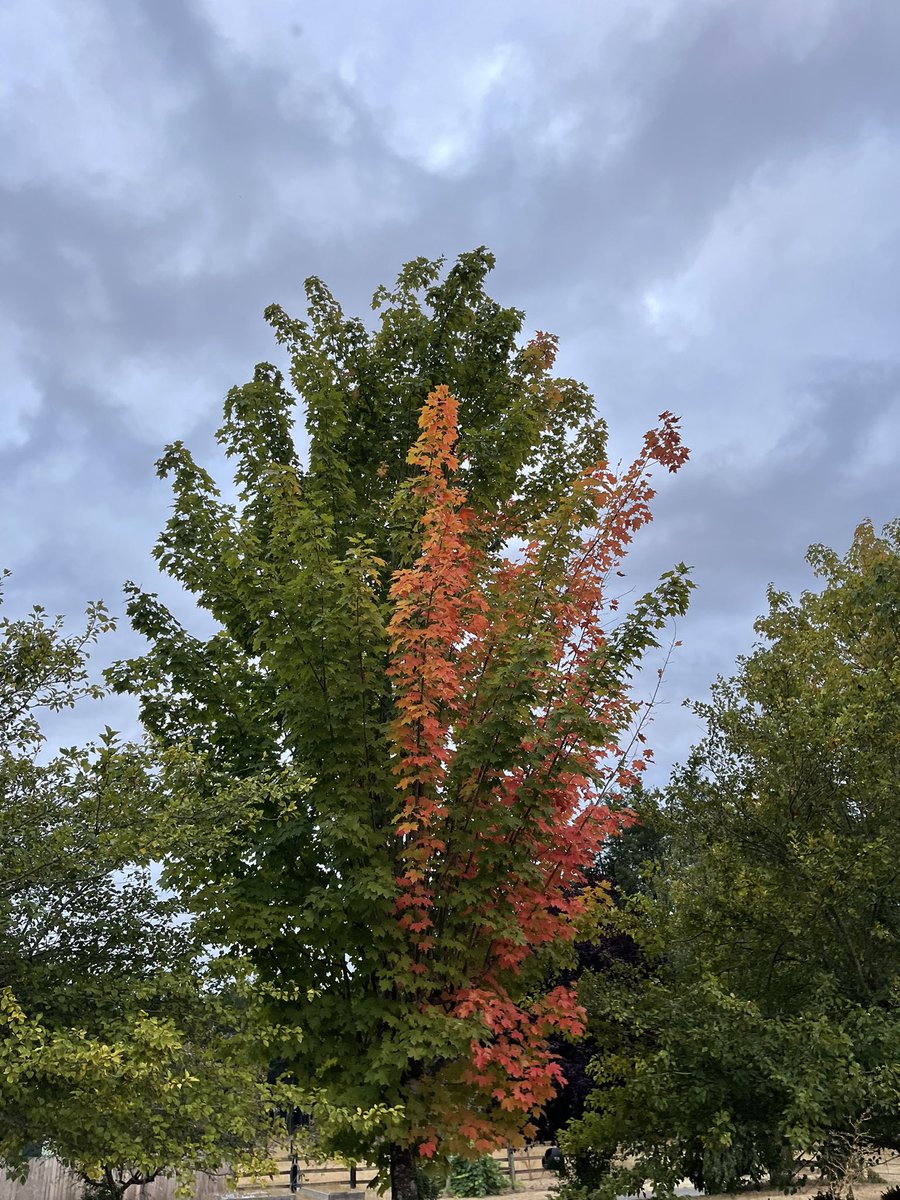 BahrKrestin's tweet photo. A morning walk shows the change. #embracegoodhealth Take time to notice!! #BringOnOctober🍁🍁🍂🧡🧡🧡 https://t.co/RrciAux2g0