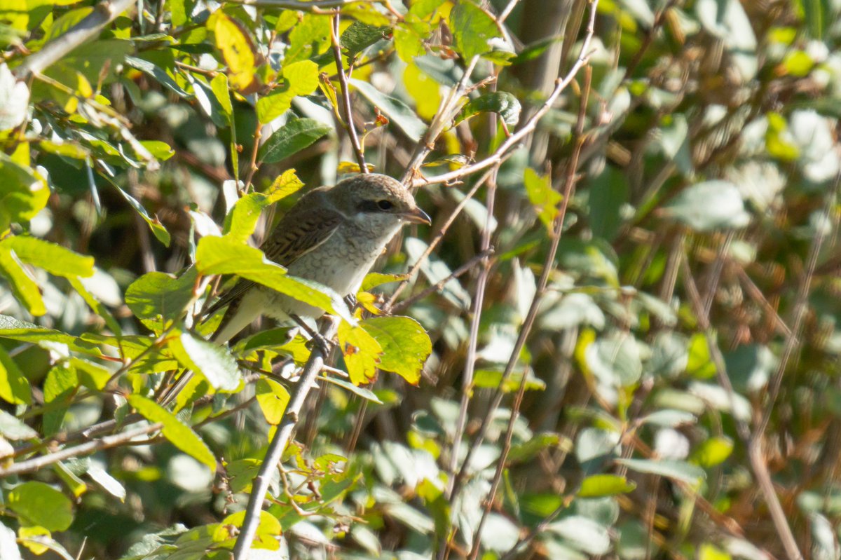 Guy Michelmore tweet media