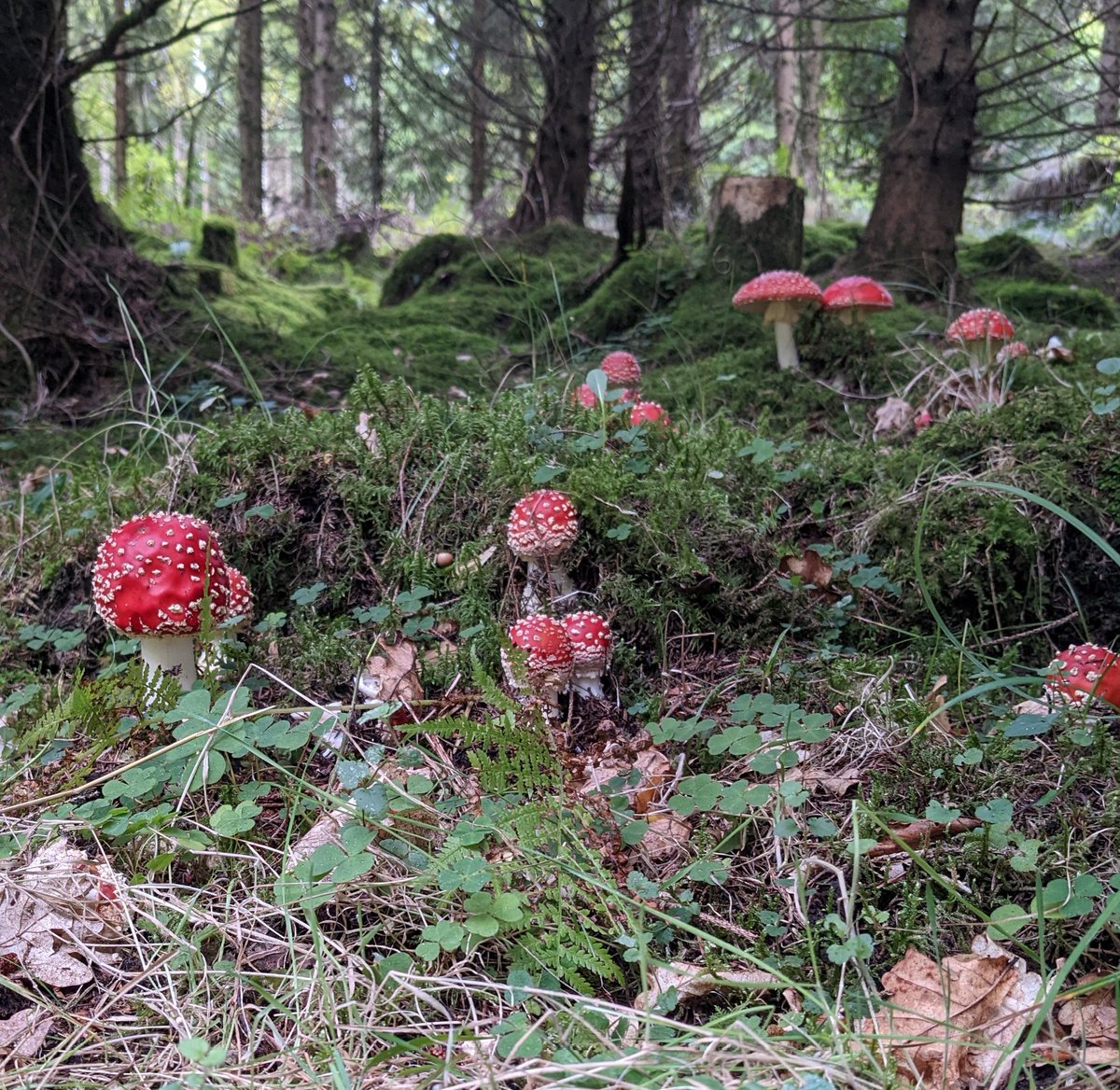 Cornelia Stuart tweet media