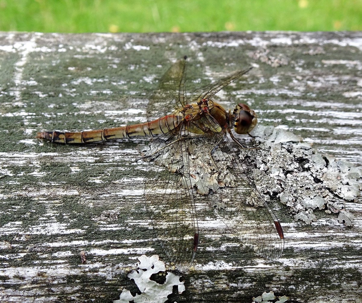Common Darter sunning itself on top of a gate yesterday #CommonDarter #Dragonfly #insects #TwitterNaturePhotography