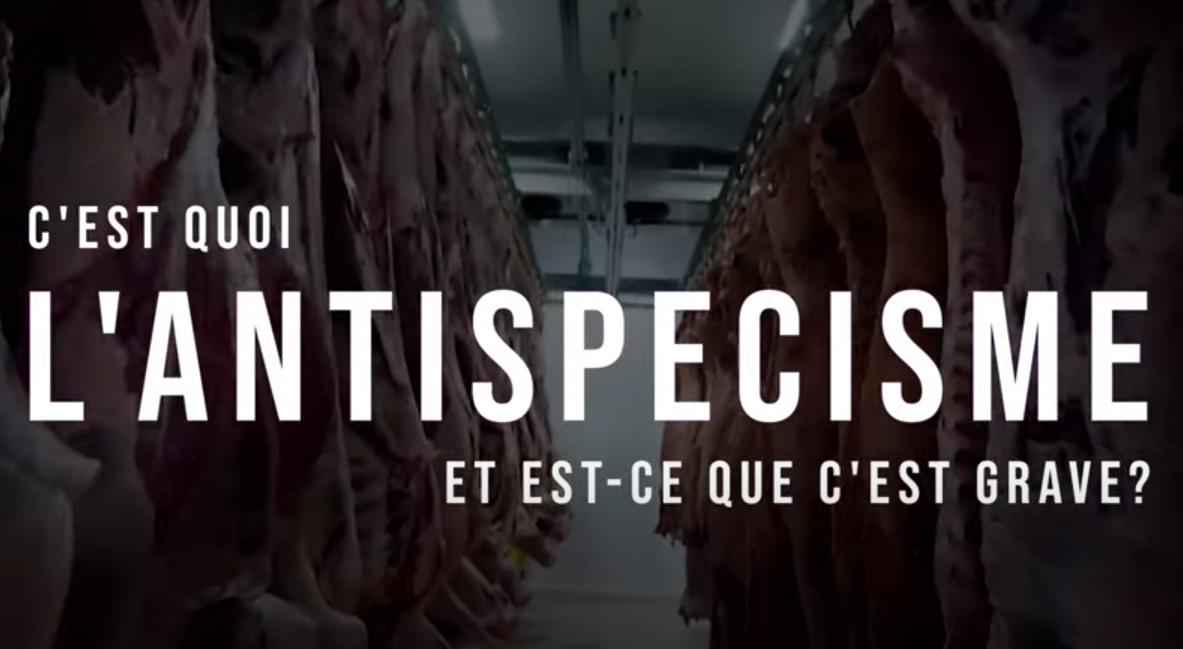 FlorenceDell's tweet photo. Bon.

La dernière vidéo de @MonsieurPhi est excellente. 

👉Elle donne un bon aperçu du consensus philosophique concernant la question du #spécisme (et donc, de la position #antispéciste) en prenant le temps de se pencher sur quelques arguments brillamment décortiqués.

🧵Minifil https://t.co/9PUsfUriqG
