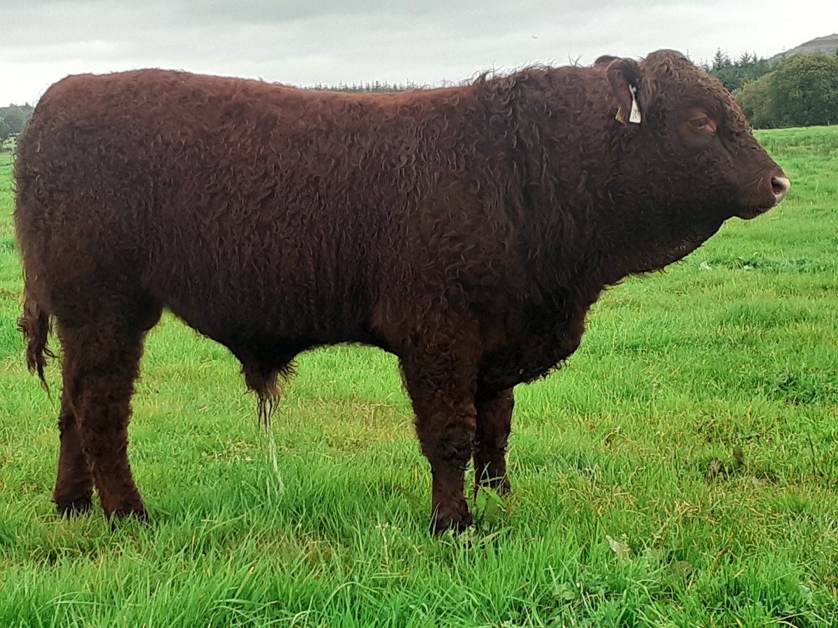 KirraneDavid's tweet image. Three 8mth old Montesqieu sons the pick of this years young bulls 2 are heterozygous polled 50% of their progeny will be polled. These are well shaped Salers bulls with plenty of milk in their pedigree @doveagenetics