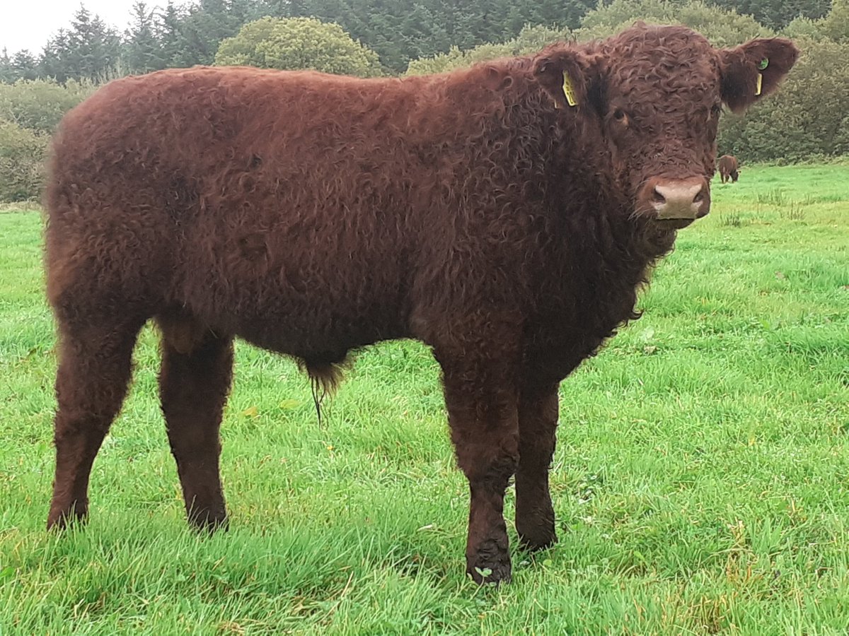 KirraneDavid's tweet image. Three 8mth old Montesqieu sons the pick of this years young bulls 2 are heterozygous polled 50% of their progeny will be polled. These are well shaped Salers bulls with plenty of milk in their pedigree @doveagenetics